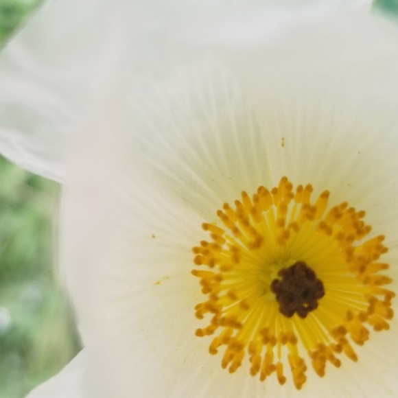 Meet your Posher, Annapurna - Picture 1 of 1